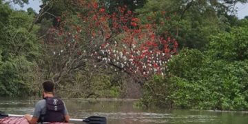Ong Arte Mojó e Ecotrip Canoagem se unem para limpar trecho do Rio Paciência