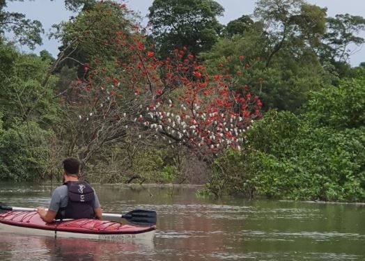 Ong Arte Mojó e Ecotrip Canoagem se unem para limpar trecho do Rio Paciência