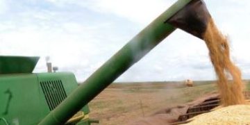 IBGE prevê safra recorde de 288,1 milhões de toneladas em 2023