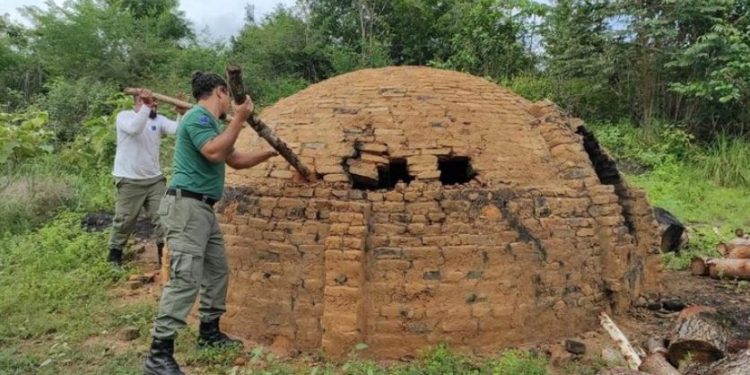 Ibama apreende mais de 300 metros cúbicos de madeira na Terra Indígena Araribóia (MA)