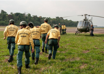 Ibama abre seletivo simplificado com remuneração de até R$ 5.208