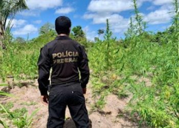 Operação Polígono extermina mais de 15 mil pés de maconha em Centro Novo