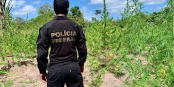 Operação Polígono extermina mais de 15 mil pés de maconha em Centro Novo
