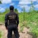 Operação Polígono extermina mais de 15 mil pés de maconha em Centro Novo