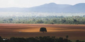 Matopiba responde por 75% do desmatamento do cerrado segundo Sistema Prodes
