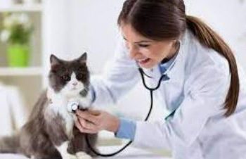 “Cuidar de todos saúde animal” tem quarta edição no Turu em São Luís