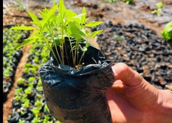 PF faz operação de repressão ao plantio ilícito de maconha em terras indígenas