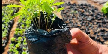 PF faz operação de repressão ao plantio ilícito de maconha em terras indígenas