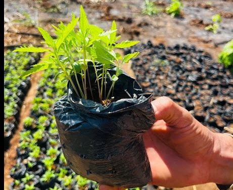 PF faz operação de repressão ao plantio ilícito de maconha em terras indígenas