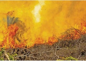 Desmate cai 30% na Amazônia e 25% no Cerrado e vira trunfo para a COP