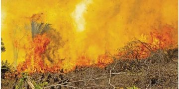 Desmate cai 30% na Amazônia e 25% no Cerrado e vira trunfo para a COP