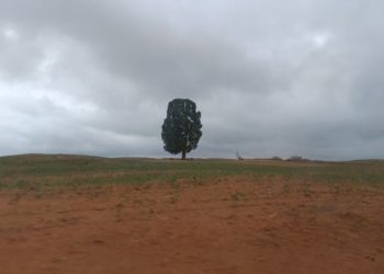 Uso de agrotóxicos cresce quase 200% em 10 anos no Maranhão e expõe moradores a riscos