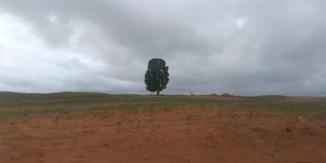 Uso de agrotóxicos cresce quase 200% em 10 anos no Maranhão e expõe moradores a riscos