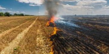 Maioria do Supremo Tribunal Federal define que multa por crime ambiental é imprescritível