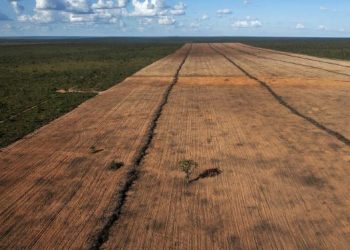 Desmatamento cai 32,4% no Brasil em 2024, aponta relatório anual divulfado pela MapBiomas