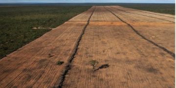 Desmatamento cai 32,4% no Brasil em 2024, aponta relatório anual divulfado pela MapBiomas