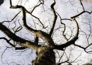 Cenário mundial traz incerteza para resultado da COP30, dizem especialistas