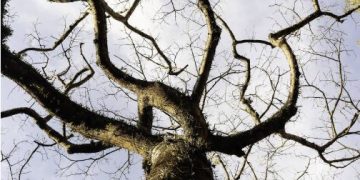 Cenário mundial traz incerteza para resultado da COP30, dizem especialistas