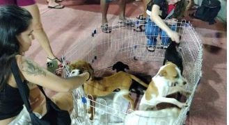 Vila Pet realiza edição especial de projeto de adoção animal em São Luís