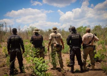 PF erradica 29 mil pés de maconha em terras indígenas no Maranhão