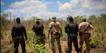 PF erradica 29 mil pés de maconha em terras indígenas no Maranhão