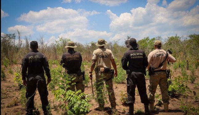 PF erradica 29 mil pés de maconha em terras indígenas no Maranhão