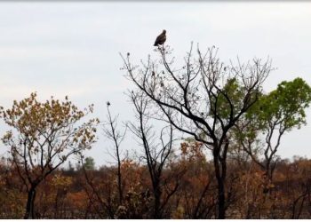 Fronteira Cerrado: acesso desigual ao Estado agrava conflitos agrários