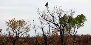 Fronteira Cerrado: acesso desigual ao Estado agrava conflitos agrários