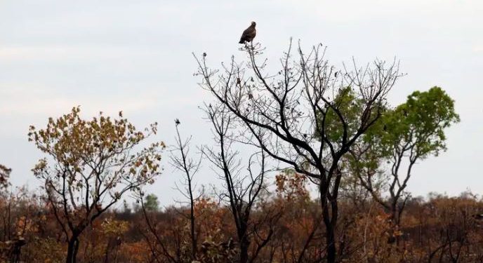 Fronteira Cerrado: acesso desigual ao Estado agrava conflitos agrários