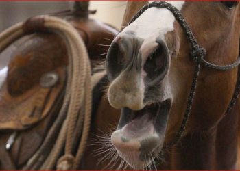 Estudo revela o segredo do assobio dos relinchos dos cavalos