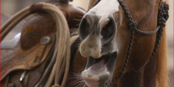 Estudo revela o segredo do assobio dos relinchos dos cavalos